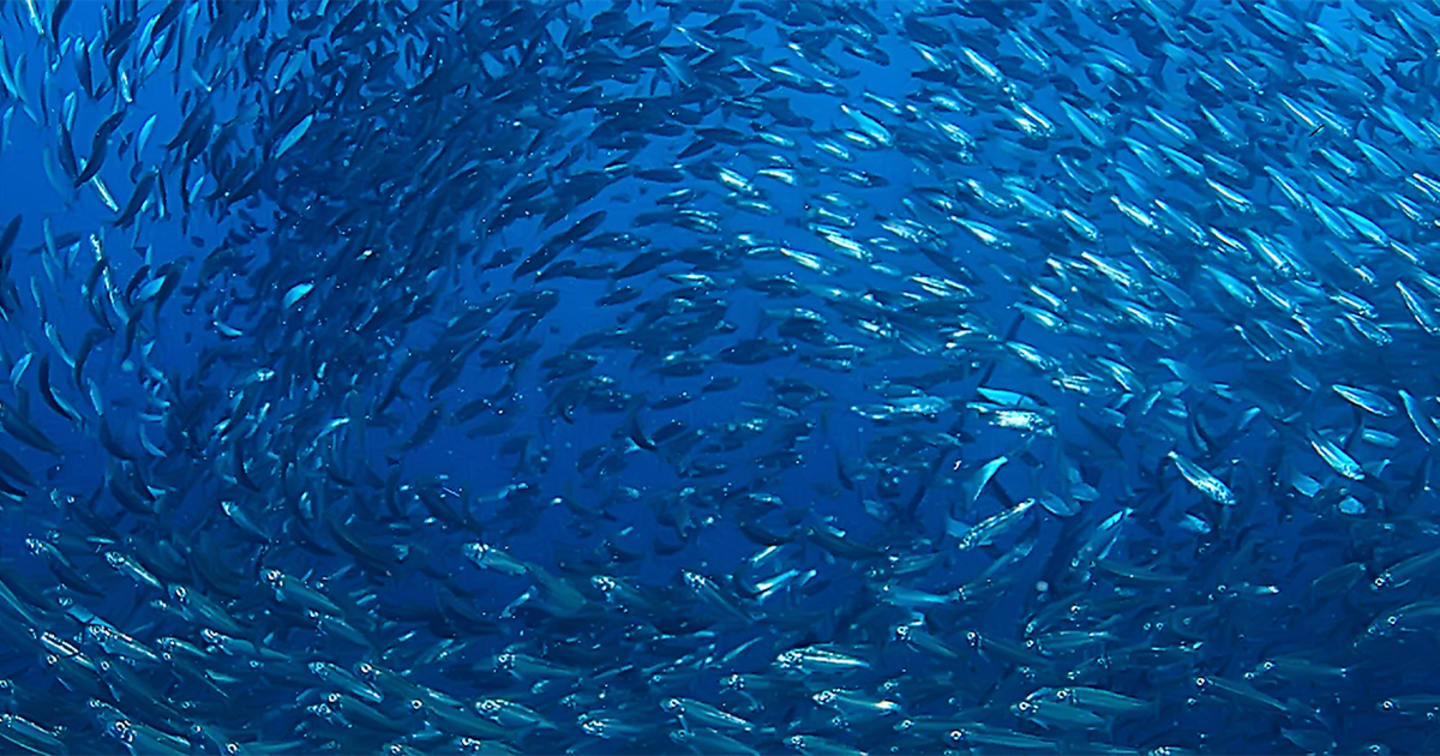 School of fish in ocean.