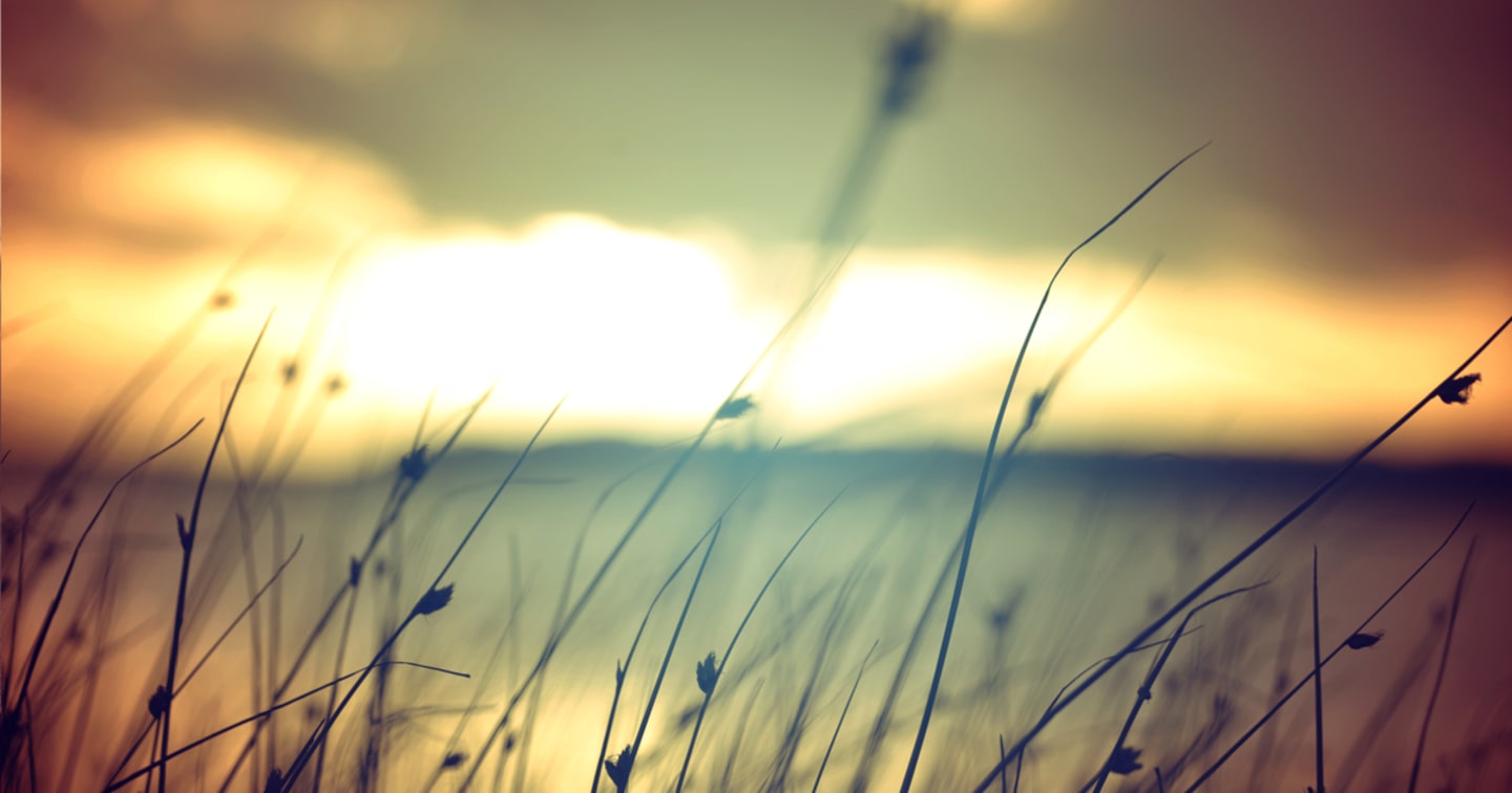 A sunset backlighting tall grass in in a rural place.